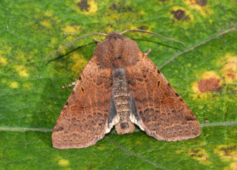 Noctuidae da determinare